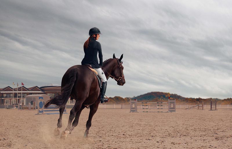 Care for competitive horses