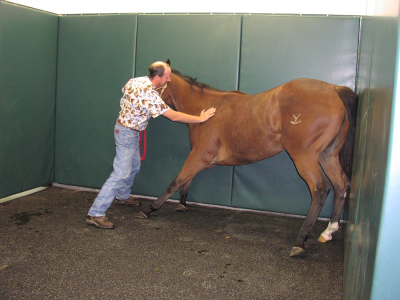 Indoor equine examination and treatment area